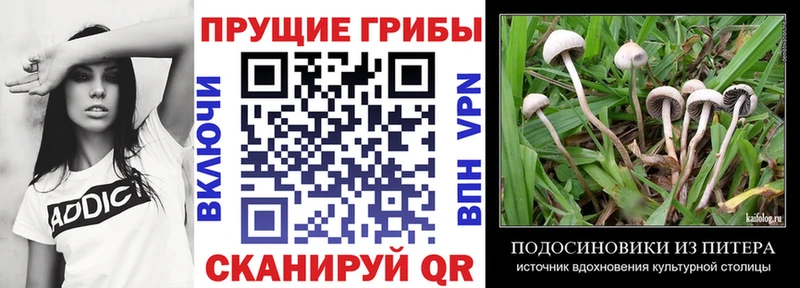 Галлюциногенные грибы Psilocybe это официальный сайт Верхняя Салда